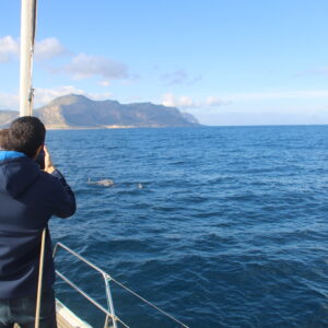Avvistamento Golfo di Palermo