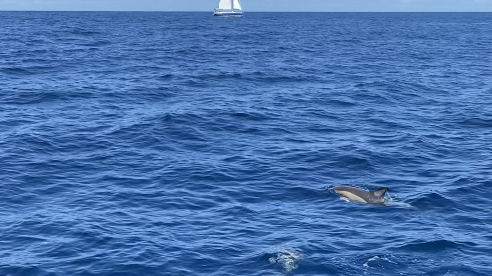 Avvistamento delfini comuni nel Golfo di Palermo