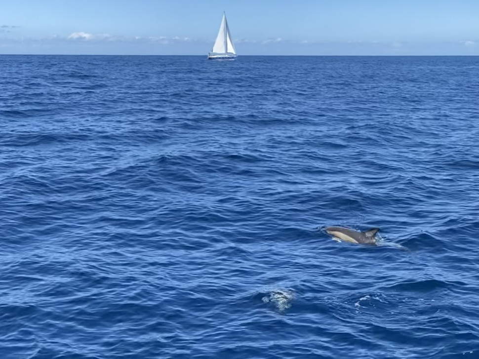 Avvistamento delfini comuni nel Golfo di Palermo